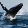 Coolangatta Whale Watch