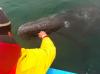 Baja Day Tripper Tours and Charters