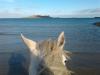 Howth Horse Trekking