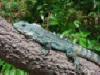 Iguana Research & Breeding Station