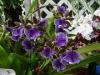 Hilo Orchid Society