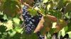 Salerno Winery