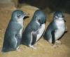 Urban Penguins
