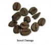 Santos Coffee Classification School