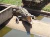 Crocodylus Park