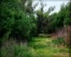 Madrona Marsh Preserve