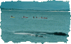 Walker Bay Adventures
