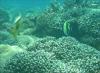 Bali Diver