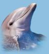 Dolphin Beach Resort