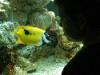 The Pier Aquarium