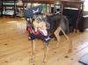 Downtown Doggie