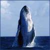 Hyannis Whale Watcher Cruises