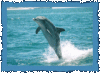Rockingham Dolphins
