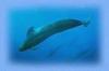 SeaQuarium Whale WatchTours