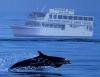 Southern Rose Dolphin Trips