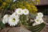 Desert Botanical Garden