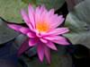 Naturopathic Medicine