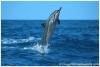 Dolphin Adventure & Glass Bottom Cruise