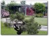 Fountain Daylily Garden