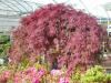 Chuck Hafner's Farm Market and Garden Center