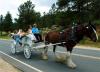 Wedding at the Bristlecone Inn