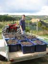 Torwood Vineyard