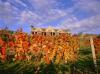 Mudbrick Vineyard