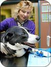 Bath-Brunswick Veterinary Associates, Inc.