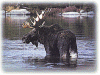 Moose and Photo Tour Safaris