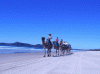 Camel Company Australia