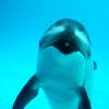 Shedd Aquarium