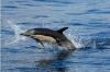 H2O Madeira Dolphin and Whale Watching