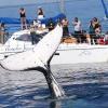 Blue Dolphin Marine Tours