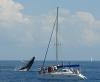 Blue Dolphin Marine Whale Watching Tours