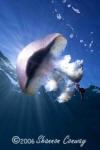 Dolphin Dive Fremantle
