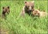 Khutzeymateen Grizzly Bear Viewing