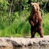 Viewing Alaska Bears