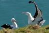 Royal Albatross Centre