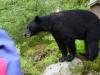 All Aboard Yacht Charters Guided Bear Viewing Tours
