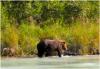 Alaska Bear Viewing Tours