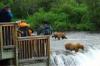 Bear Viewing Alaska Travel Adventure Tours