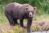 Alaska Bear Viewing Day Trips