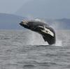 The Prince Rupert Whale Watching Tour