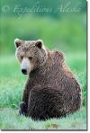 Expeditions Alaska Coastal Brown Bear Photo Tour