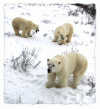 Great White Bear Tundra Lodge