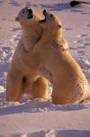 Polar Bear Tours