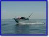 Flying Bear Charters