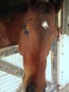 Half Moon Equestrian Centre