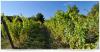 The Good Neighbor Organic Vineyard and Winery
