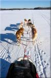 White Wolf Dog Sled Outfitters